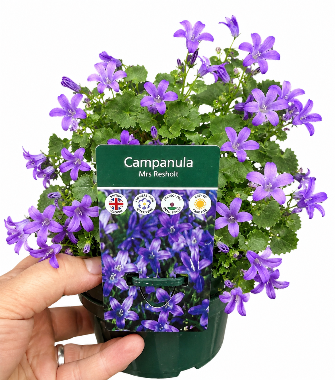Alpine Campanula Mrs Resholt 1L x2 Pot Full
