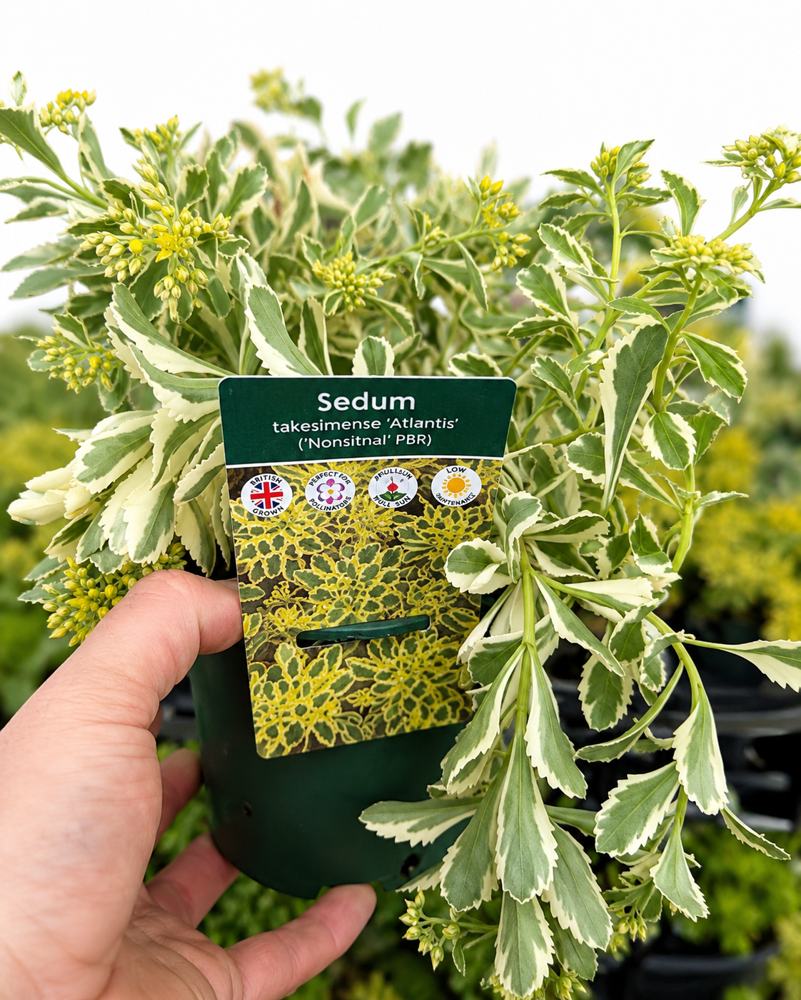 Sedum Takesimense 1L x2 Pot Full