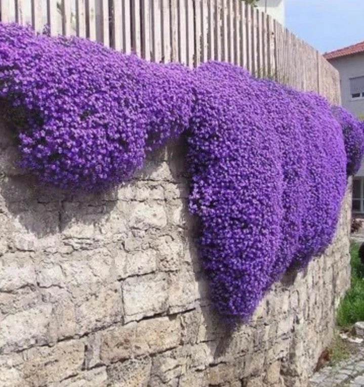 Aubretia Royal Blue x 12 Plug plants