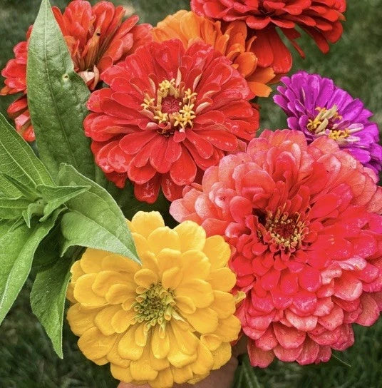 Zinnia Oklahoma Mix Colourful 8x Plug Plants preorders.