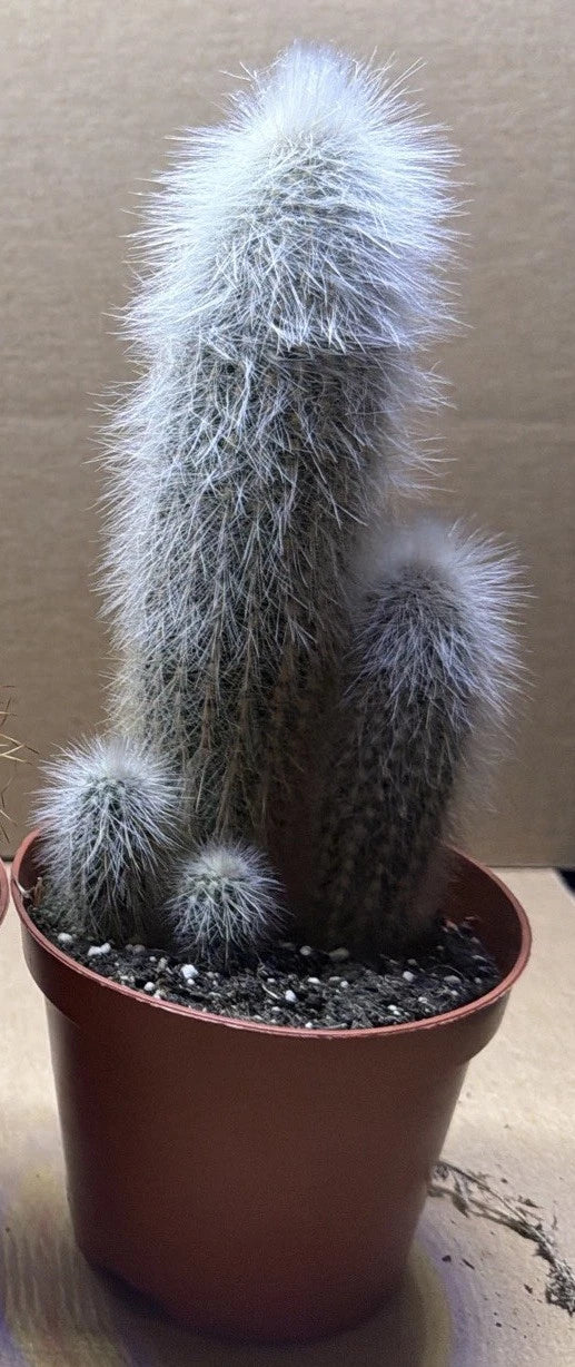 Cleistocactus strausii - Potsize 8.5 cm. x1