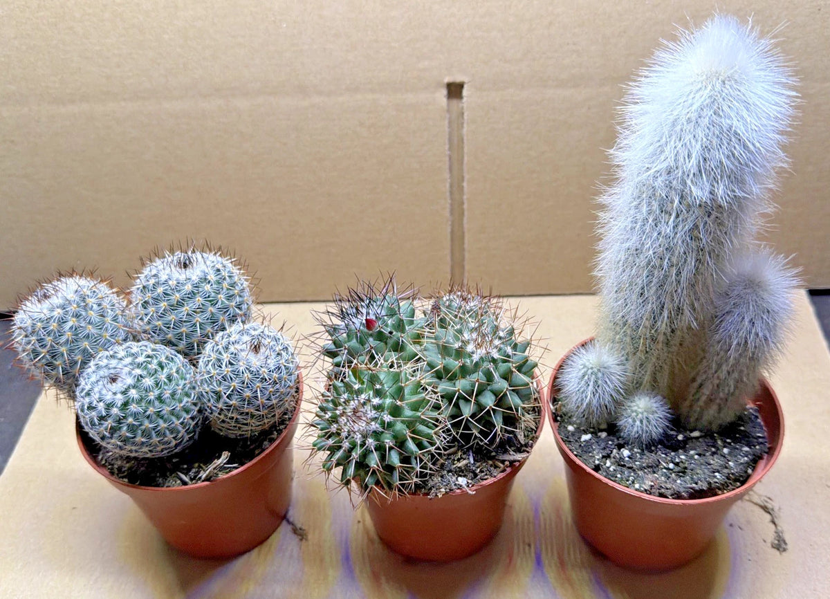 Cactus Plant in 8.5cm Pot x3. 8.5cm Pots