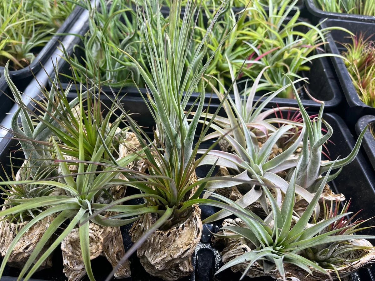 Tillandsia Mix - 6 Plants - Indoor Air Plant for House Vivarium Terrarium