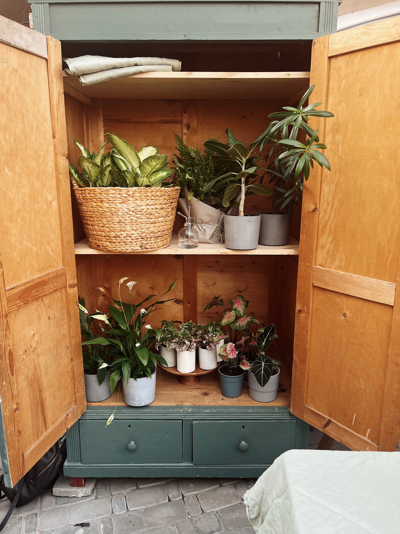 Houseplants