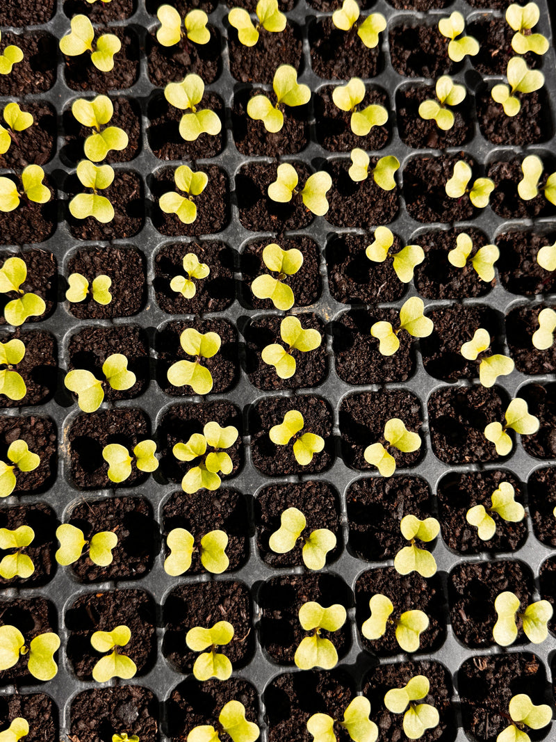 Plug plants