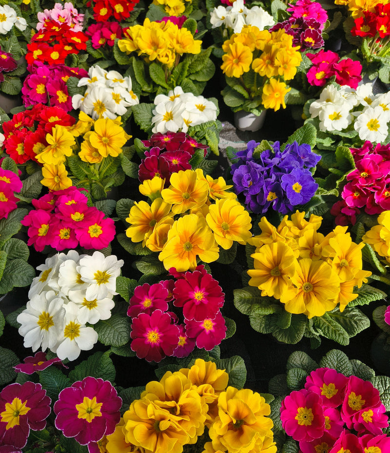 Alpines