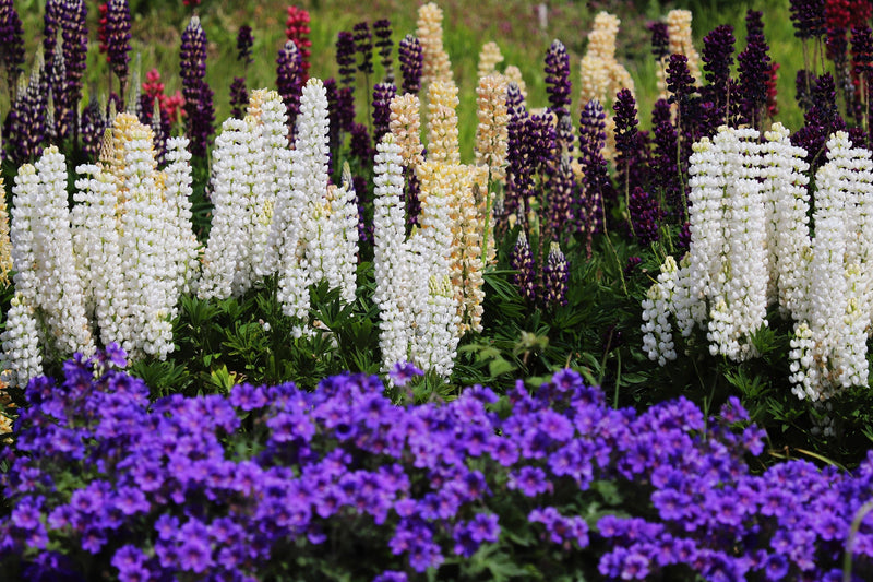 Perennials