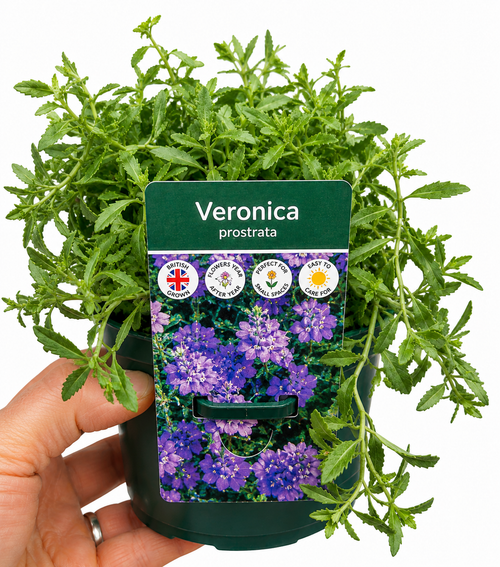 Alpine Veronica Prostrata 1L x2 Pot Full
