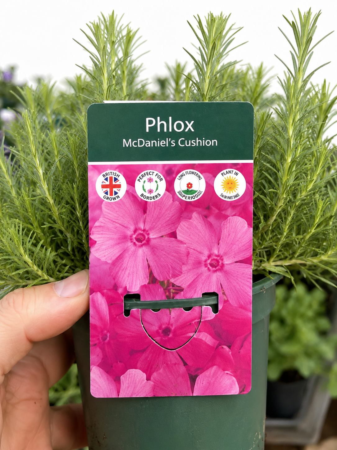 Phlox McDavid Cushion 1L x2 Pot Full