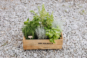 Herb Plugs