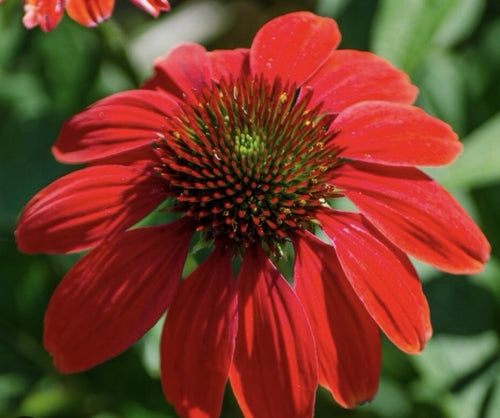 Echinacea Coneflower Red In Shades x6 PLUG PLANTS PREORDER