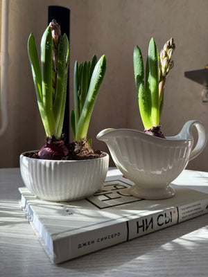 Indoor Bulbs