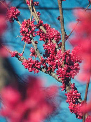Ornamental Trees