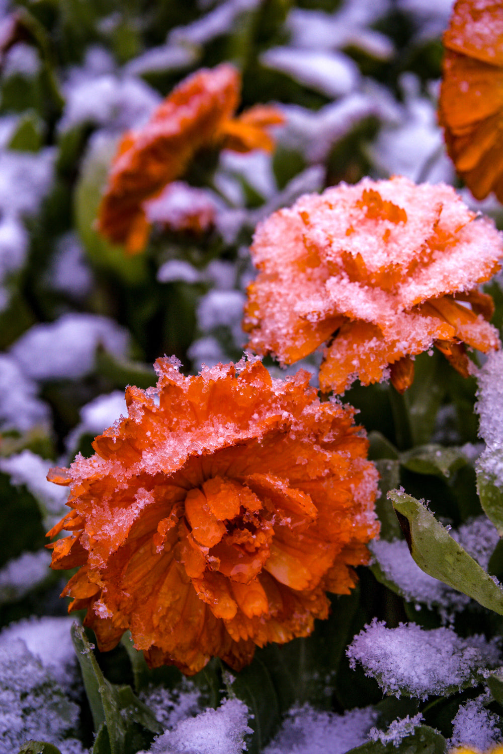 Winter Left