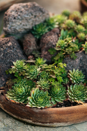 Drought Tolerant