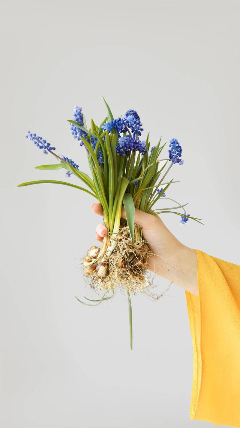 Bulbs