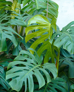 Large Statement Plants