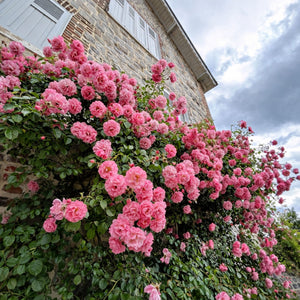 Roses (Climbing & Rambling)