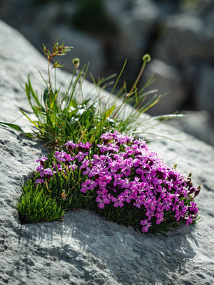 Trailing Alpines