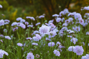 Dwarf Perennials