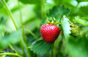 Soft Fruit
