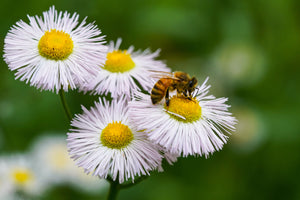 Pollinator Friendly