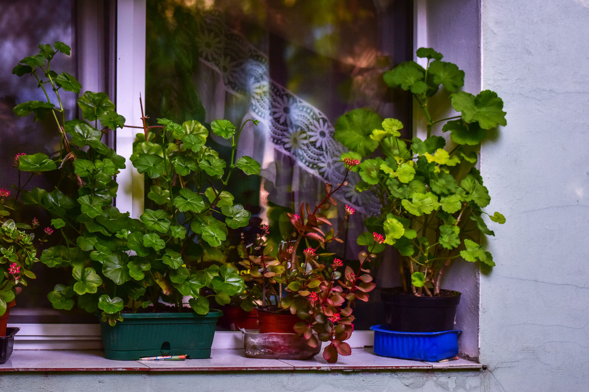 House Plants