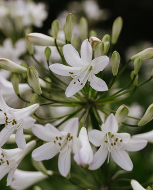 Summer Flowering