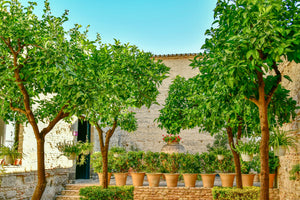 Patio Trees