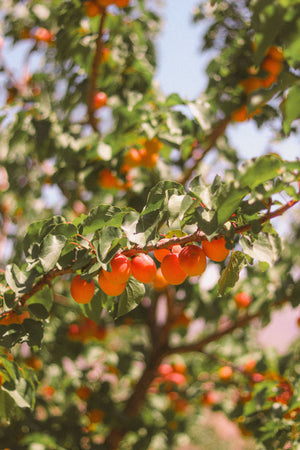 Fruit Trees