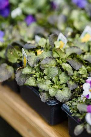 Bedding Plants
