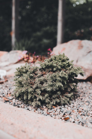 Rockery Plants