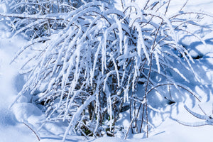Winter Interest