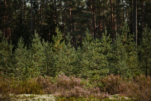 Evergreen Trees