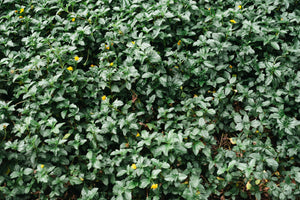 Ground Cover