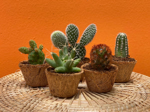 Succulents & Cacti