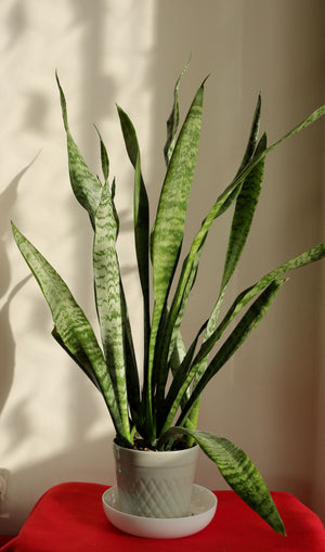 Air Purifying
