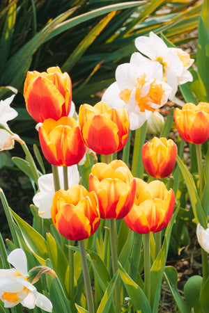 Spring Flowering Bulbs