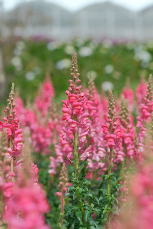 Long Flowering