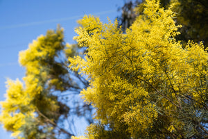 Native Trees