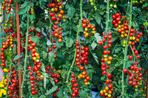 Tomato Plants
