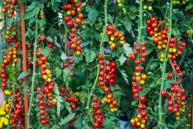 Fruit & Veg Plants