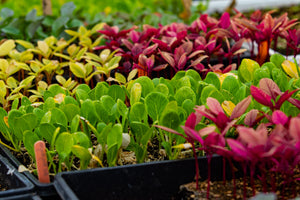 Vegetable Plants