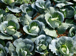 Vegetable Plugs