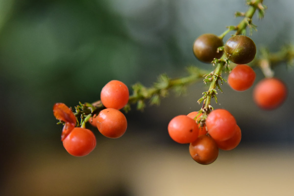 Fruit & Veg Plants