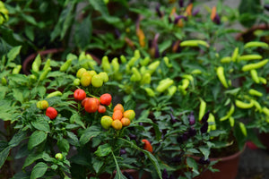 Chilli & Pepper Plants