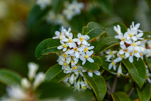 Fragrant