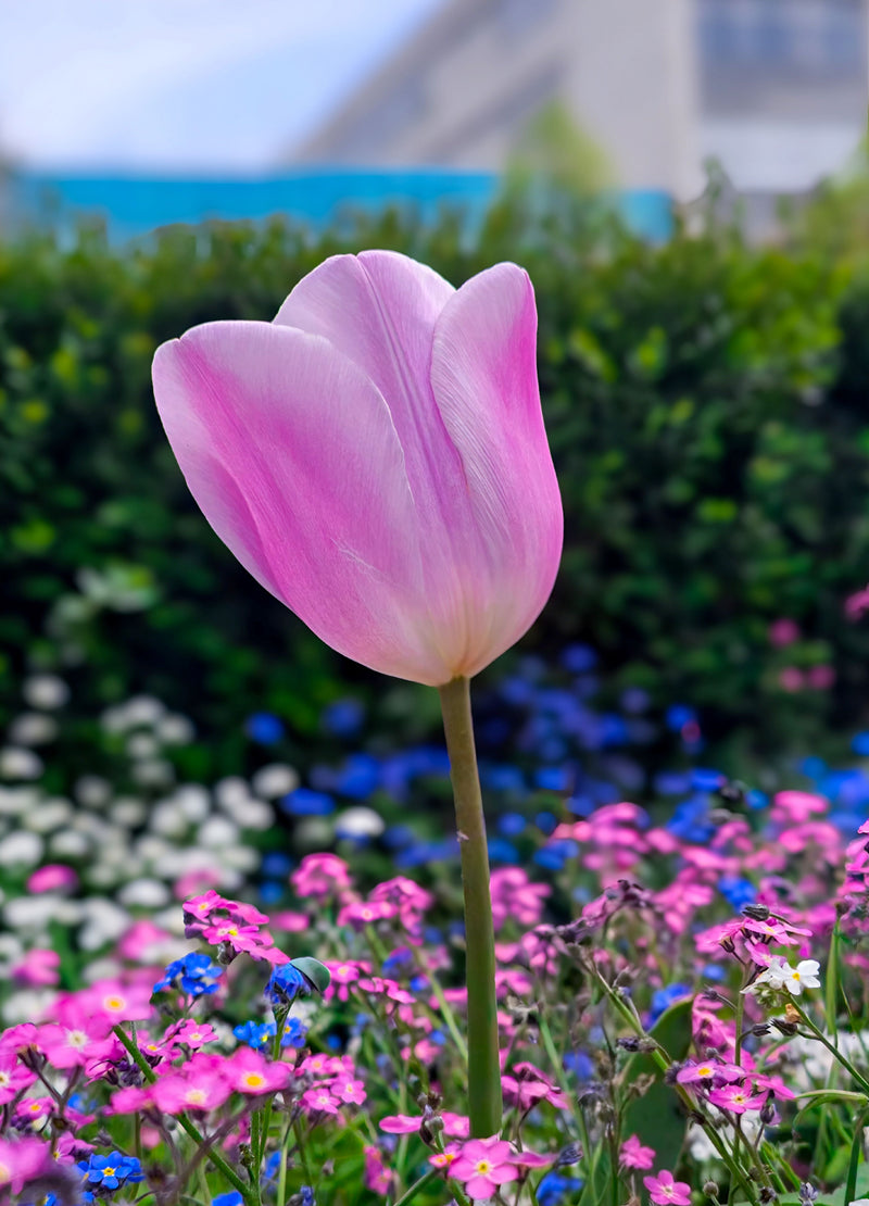 Garden Beauty