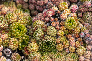 Sedums & Sempervivums