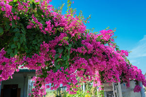 Fast Growing Climbers